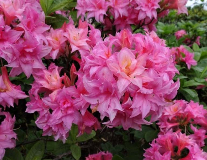 Azalee cu flori mari "Homebush
