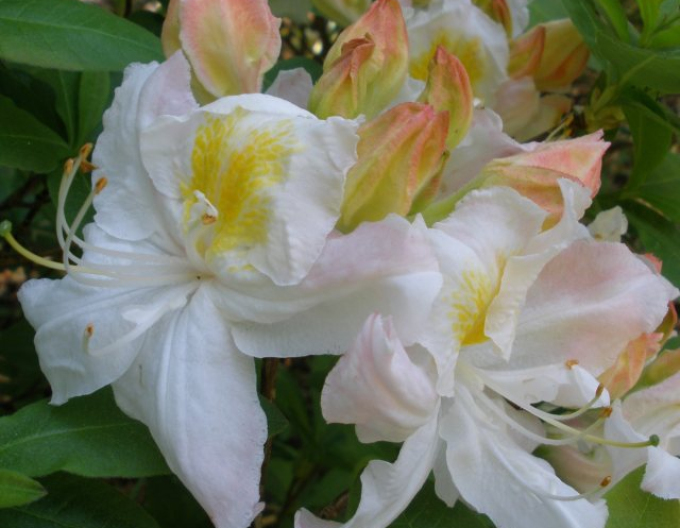 Azalea cu flori mari "Silver Slipper