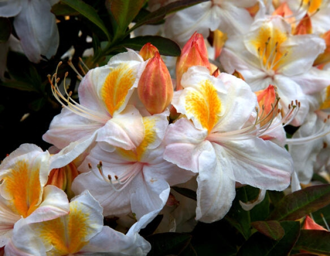 Azalea cu flori mari "Silver Slipper