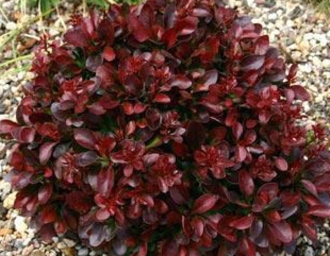 Berberis thunbergii "Bagatelle"