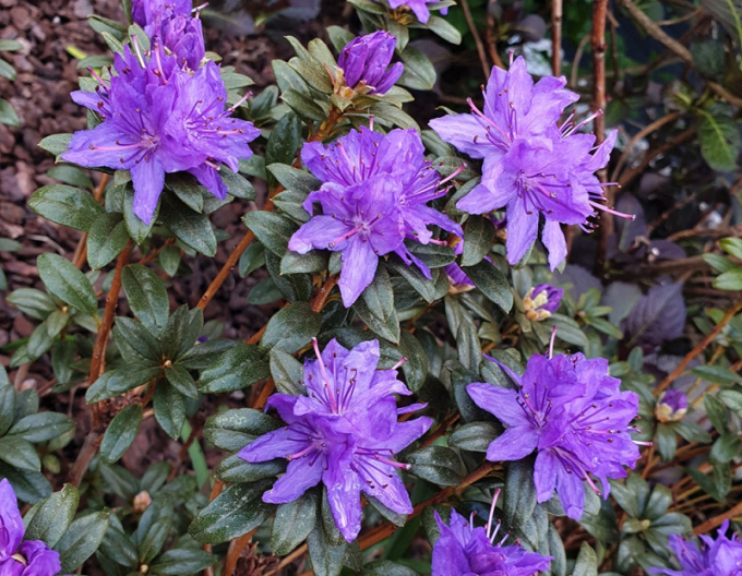 Rhododendron  pitic ´Gletschernacht´