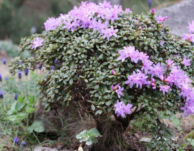 Rhododendron  pitic ´Gletschernacht´