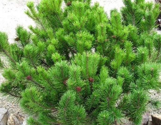 Pin de munte (pin de munte)