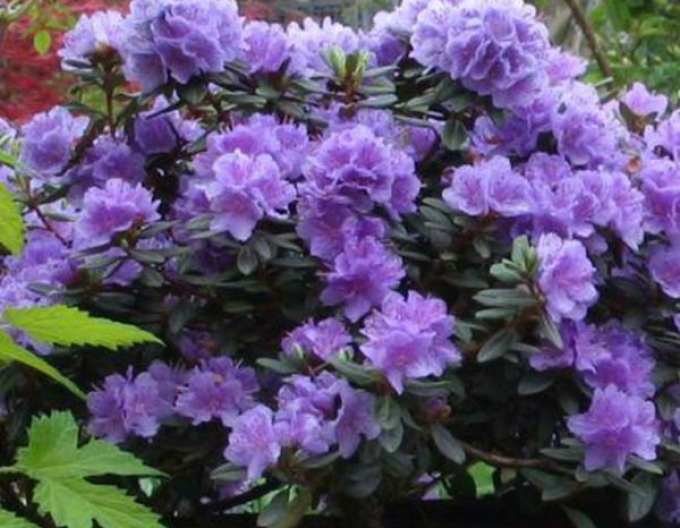 Rhododendron pitic Ramapo