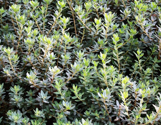 Rhododendron pitic Ramapo