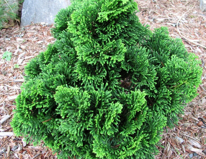 Chamaecyparis obtusa NANA GRACILIS