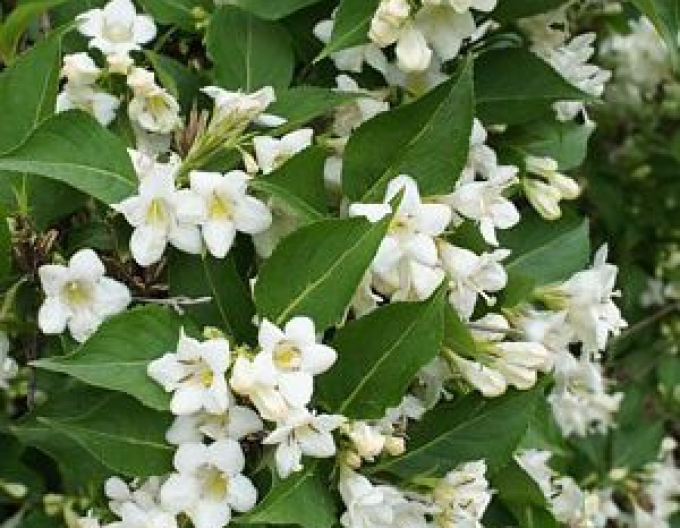 Weigelia ´Snow Flake´