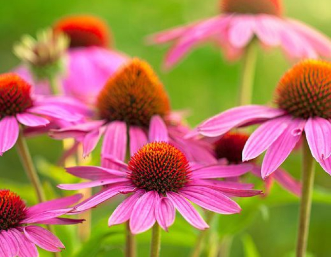 Echinacea