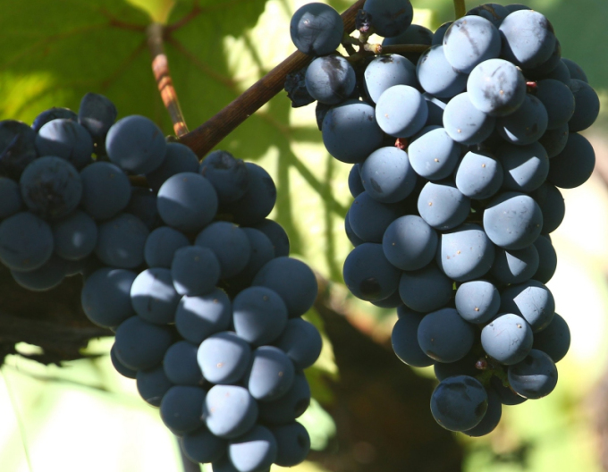 Viță de vie de masă ´Nero´