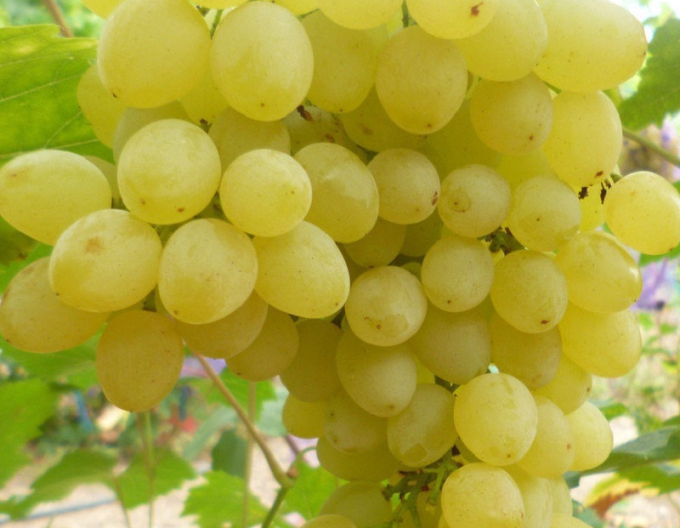 Viță de vie de masă "Prim