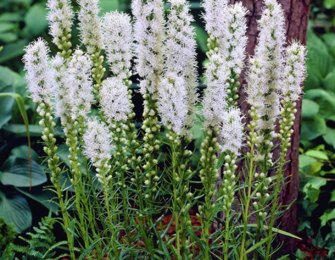 Liatra Floristan White