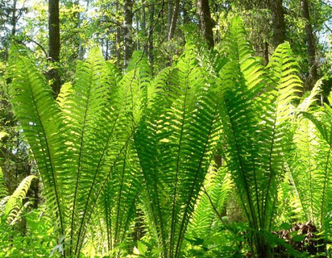 Feriga "Feriga struțului"