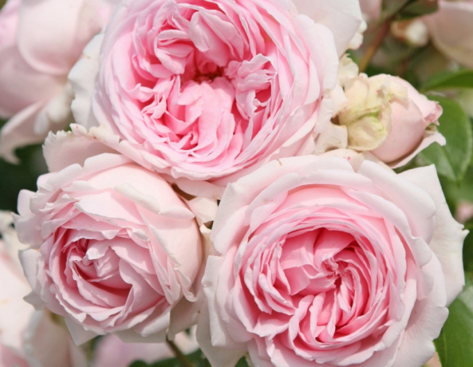 Trandafir Wellenspiel