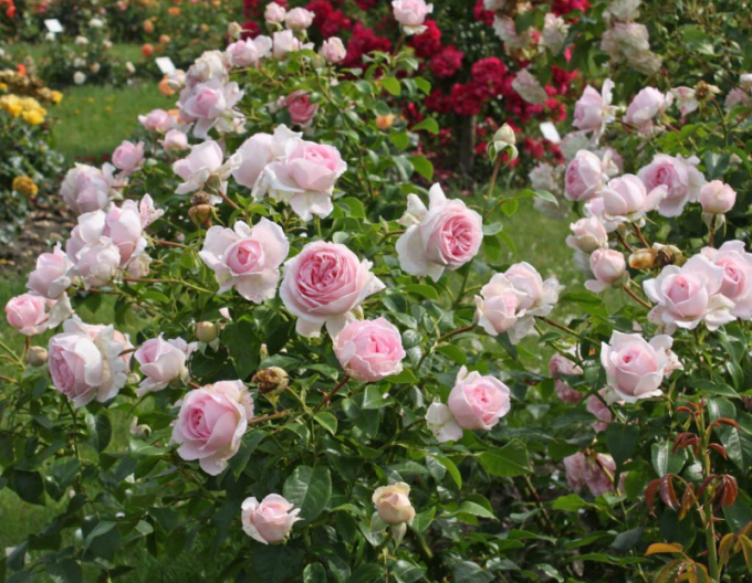 Trandafir Wellenspiel