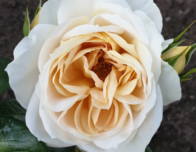 Trandafir "Lions Rose