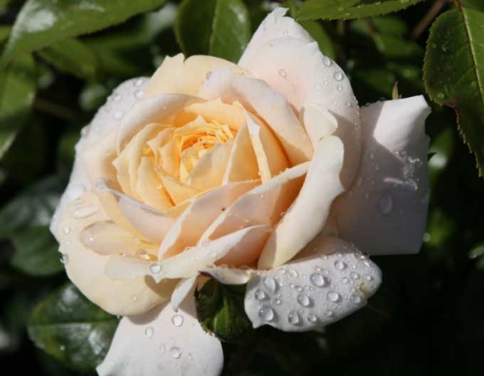 Trandafir "Lions Rose