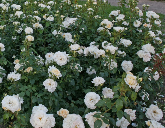 Trandafir "Lions Rose