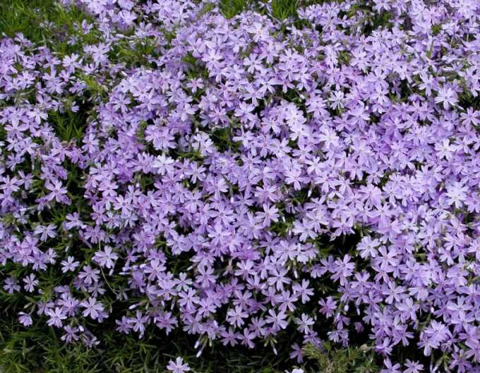 Phlox ´Emerald Cushion Blue´