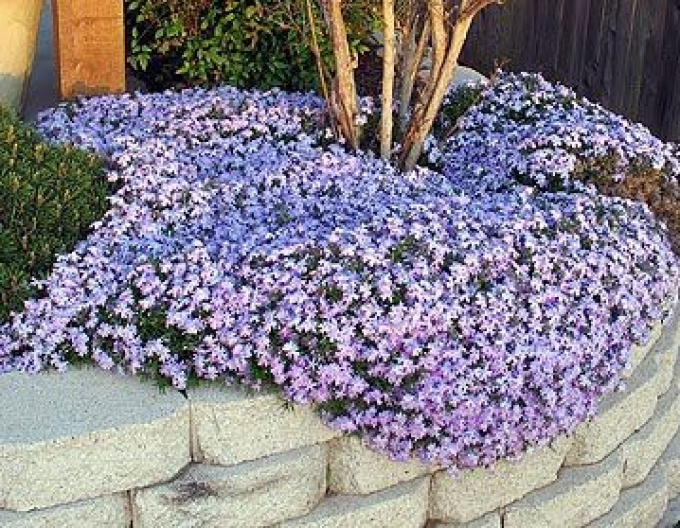 Phlox ´Emerald Cushion Blue´