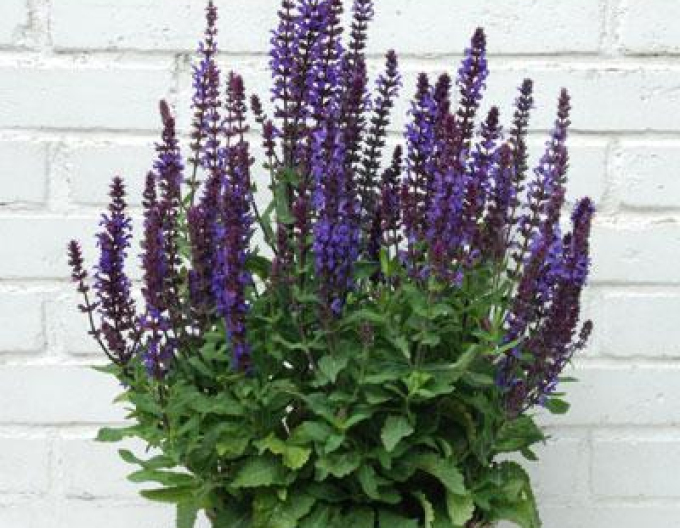 Salvie ´New Dimension Blue´9