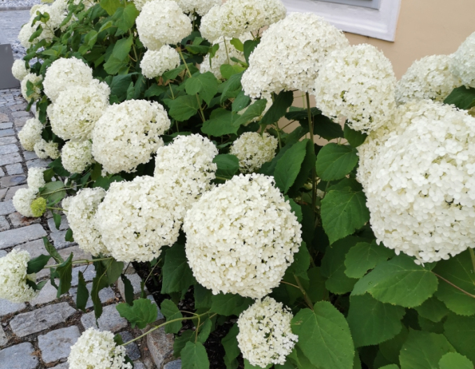 Hortensie arborescentă Annabelle 2l