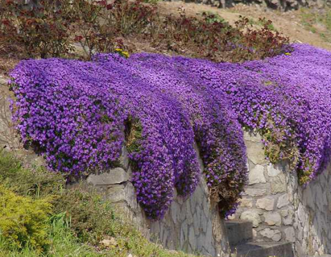 Aubrieta ´Audrey Blue Shades´