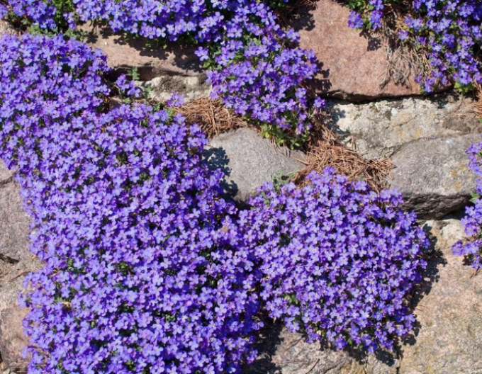 Aubrieta ´Audrey Blue Shades´