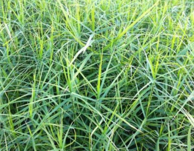 Carex ´Little Midge´