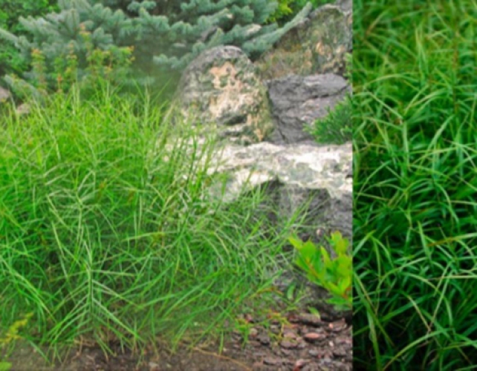 Carex ´Little Midge´