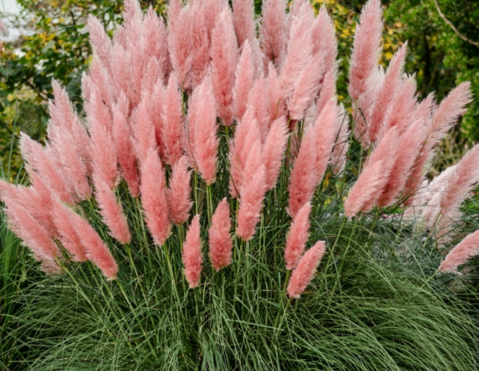 Cortaderia selloana (iarbă de pampas) ´Rosea´