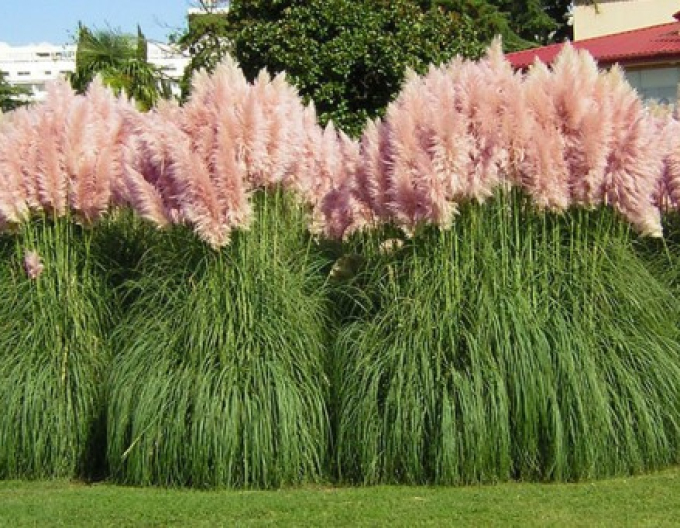 Cortaderia selloana (iarbă de pampas) ´Rosea´