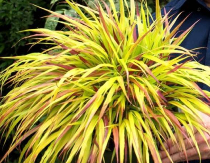 Hakonechloa macra ´Sunflare´