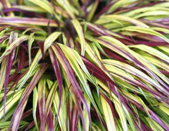 Hakonechloa macra ´Naomi´