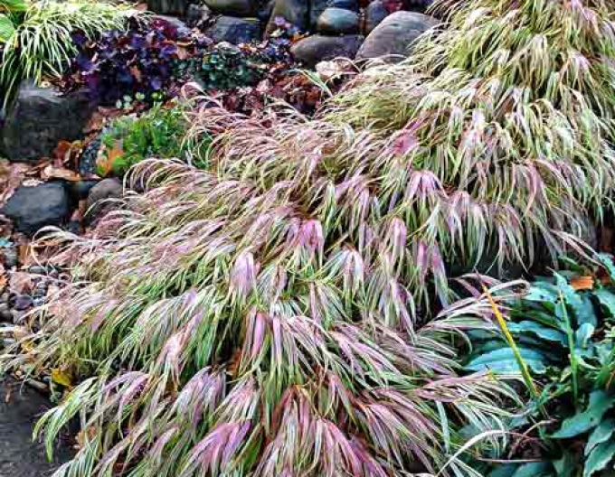 Hakonechloa macra ´Naomi´