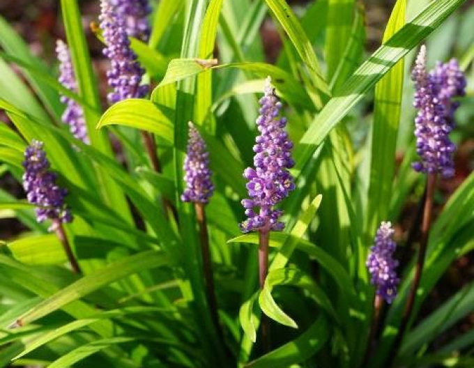 Liriope albastru ´Purple Passion´