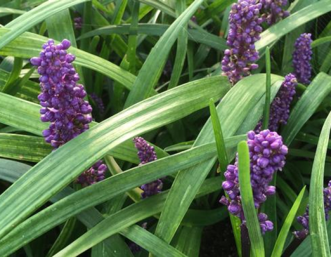 Liriope albastru ´Purple Passion´