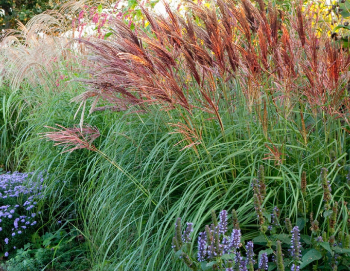 Miscanthus sinensis Red Chief