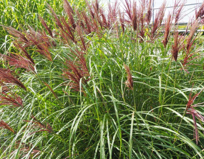 Miscanthus sinensis Red Chief