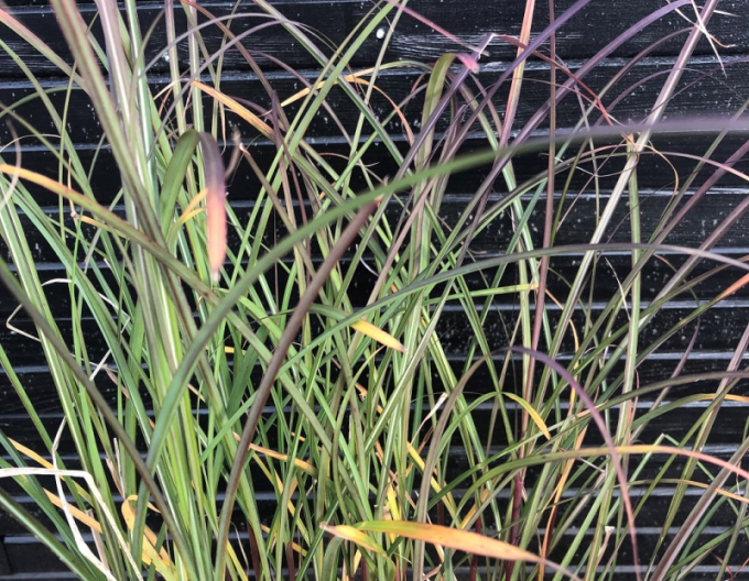 Miscanthus sinensis Serengeti