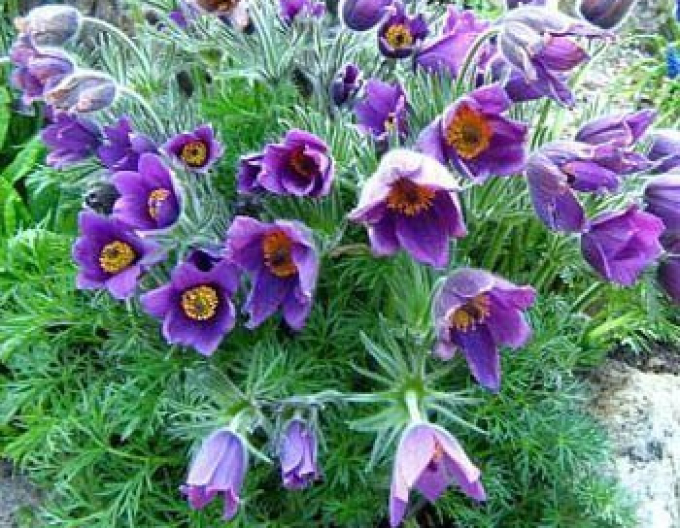 Deditel ´Pinwheel Blue Violet Shades´