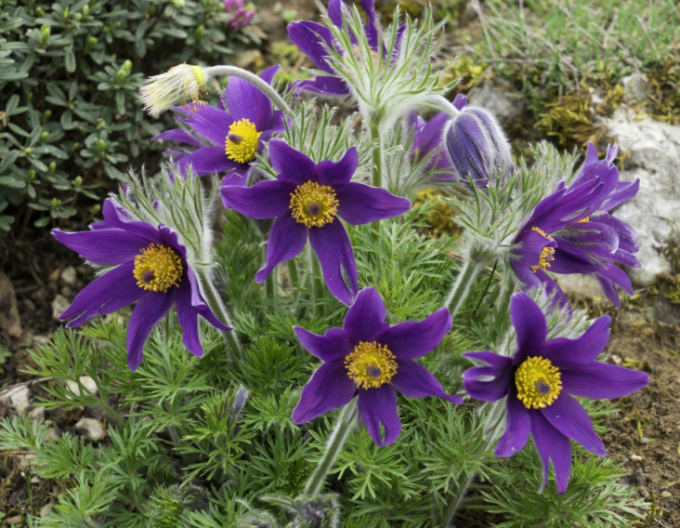 Deditel ´Pinwheel Blue Violet Shades´