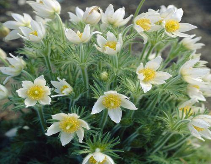 Dedițel ´Pinwheel White´