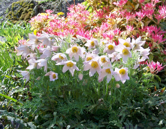 Dedițel ´Pinwheel White´