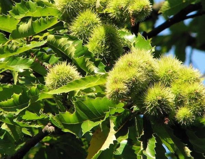 Castan ´Lyon´, rădăcină liberă
