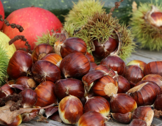 Castan ´Lyon´, rădăcină liberă