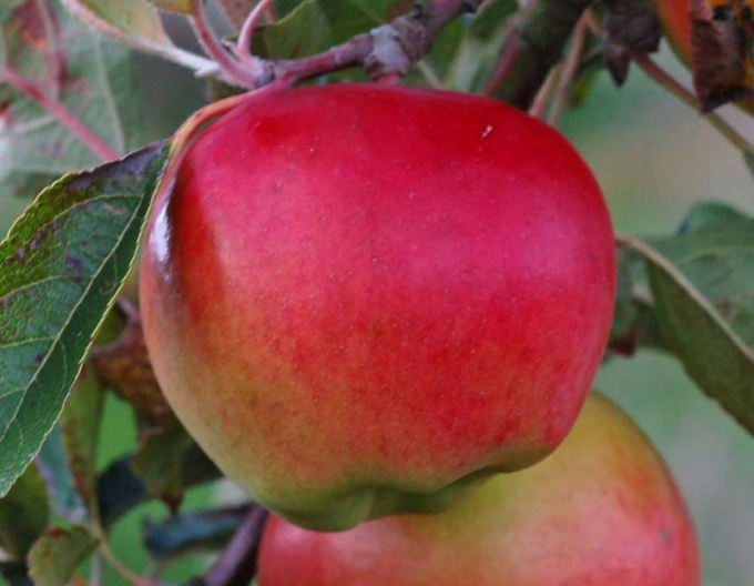 Măr Prima toamnă, sub. M9, cont. 5l