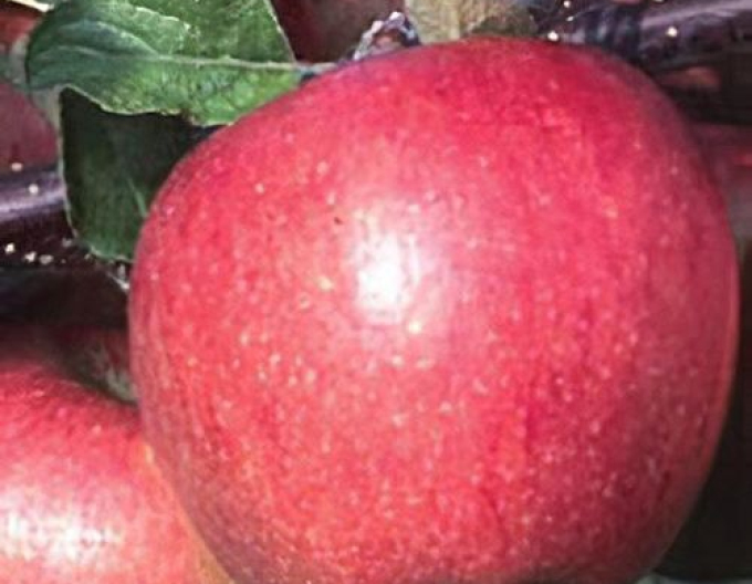 Măr Breaburn iarnă, portaltoi MM106, ghivenci 5l