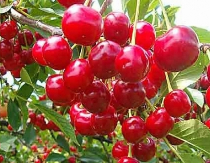 Vișin ´Kelleris´ târzie, portaltoi Mahalebka, rădăcină liberă