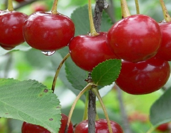 Vișin ´Nana´ târzie, portaltoi Mahalebka, rădăcină liberă