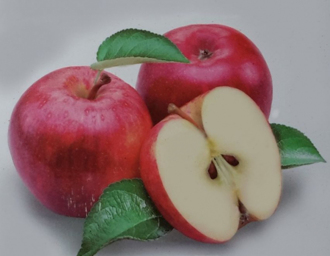 Măr  "Discovery", portaltoi MM106, ghivenci 5l